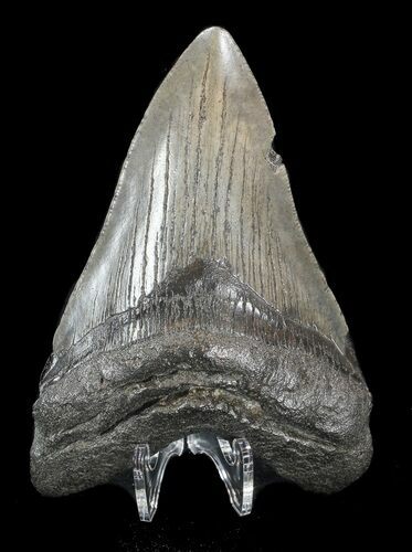 Megalodon Tooth - South Carolina #43028
